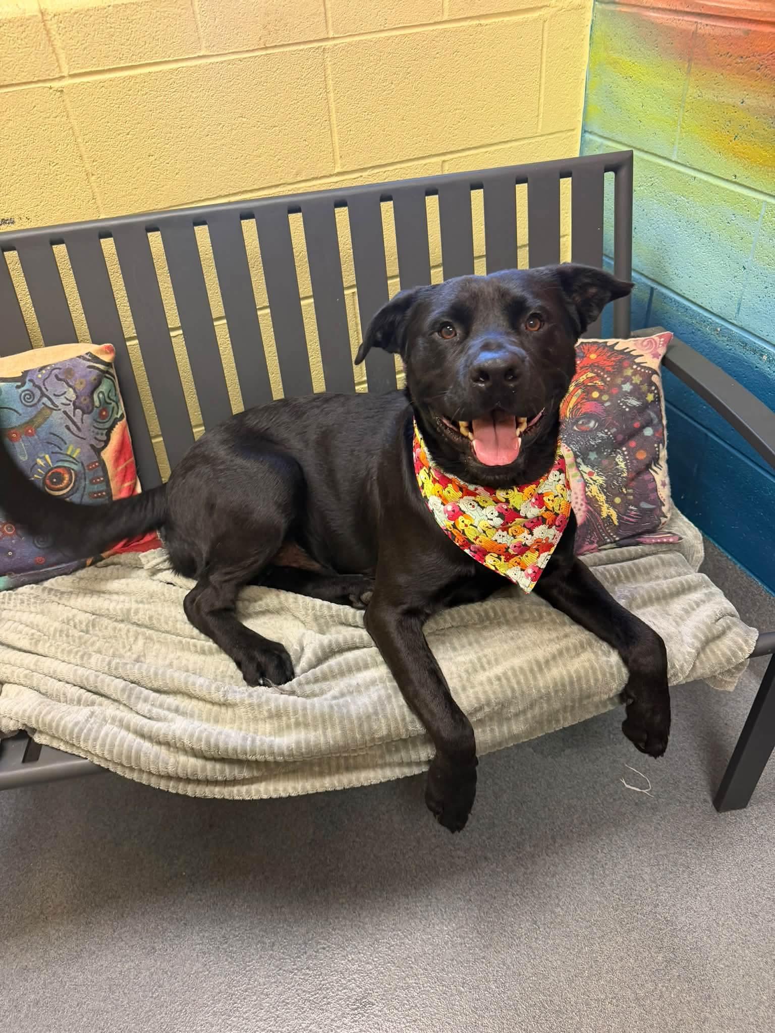 Enlarge Obsidian, a Adoptable mixed breed in Amherst, VA image 3/6