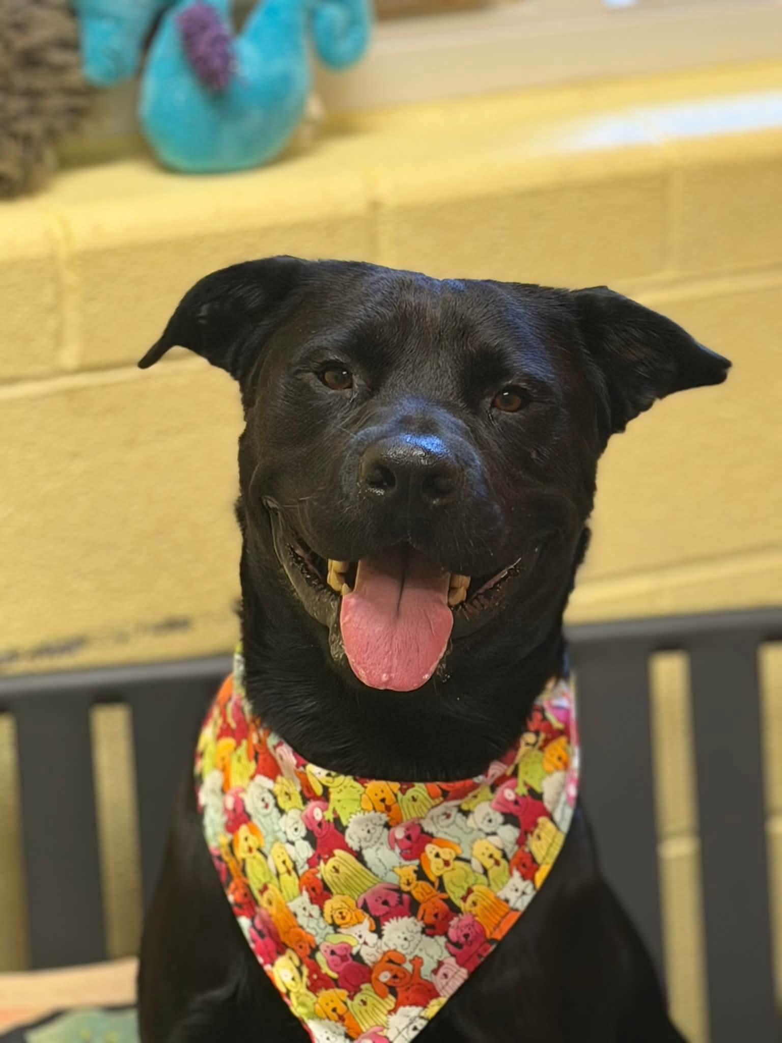 Enlarge Obsidian, a Adoptable mixed breed in Amherst, VA image 5/6