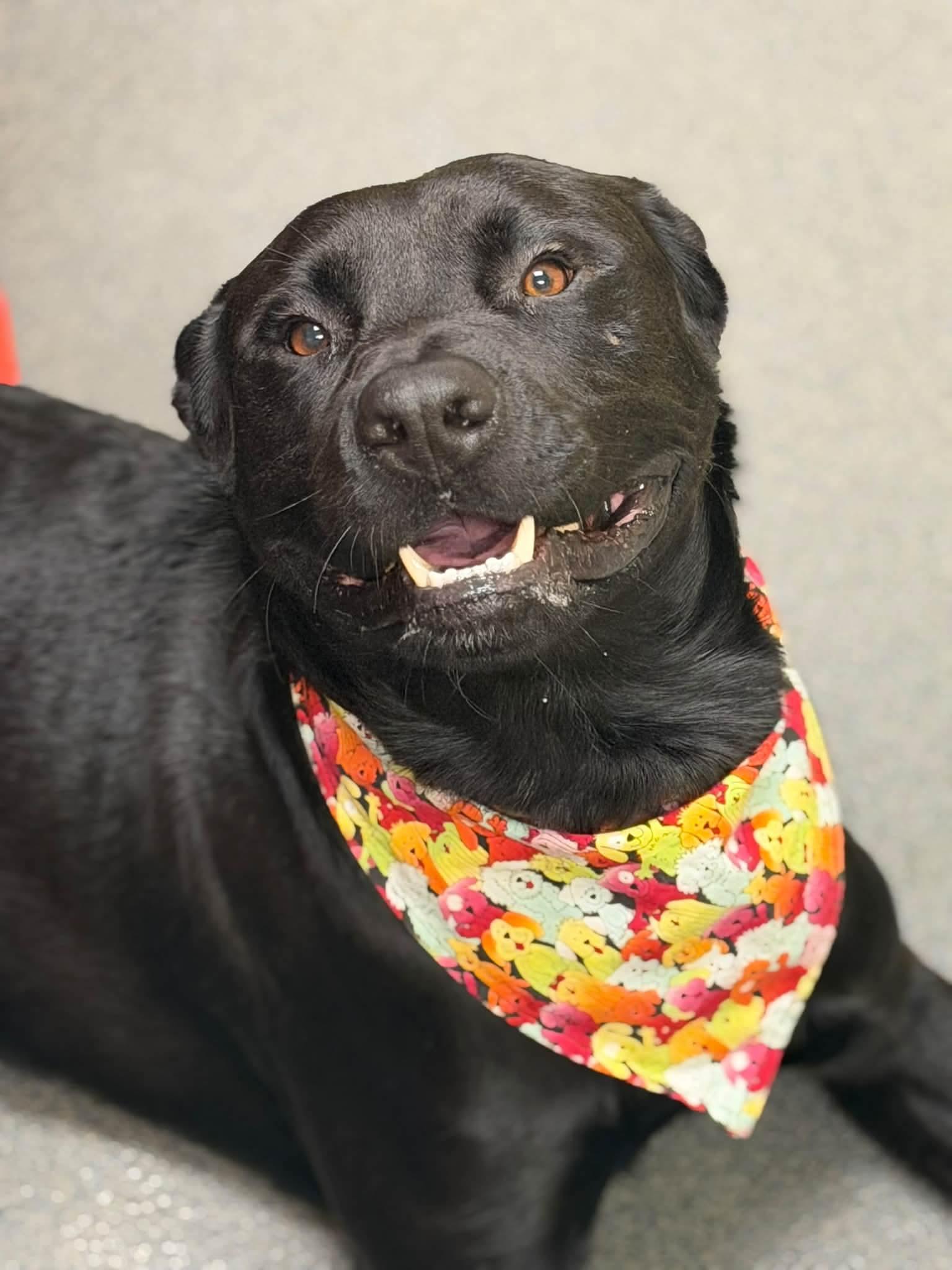 Enlarge Obsidian, a Adoptable mixed breed in Amherst, VA image 2/6