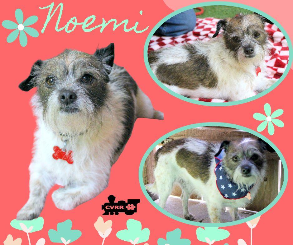 Noemi, Adoptable, Adult Female Terrier.