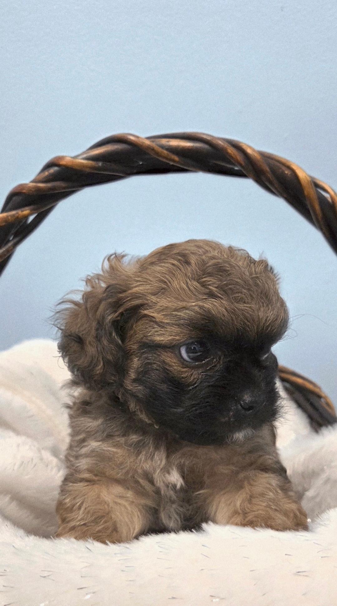 Enlarge Teddy-ADOPTION PENDING, an adopted Maltipoo in Bridgeton, MO image 3/5