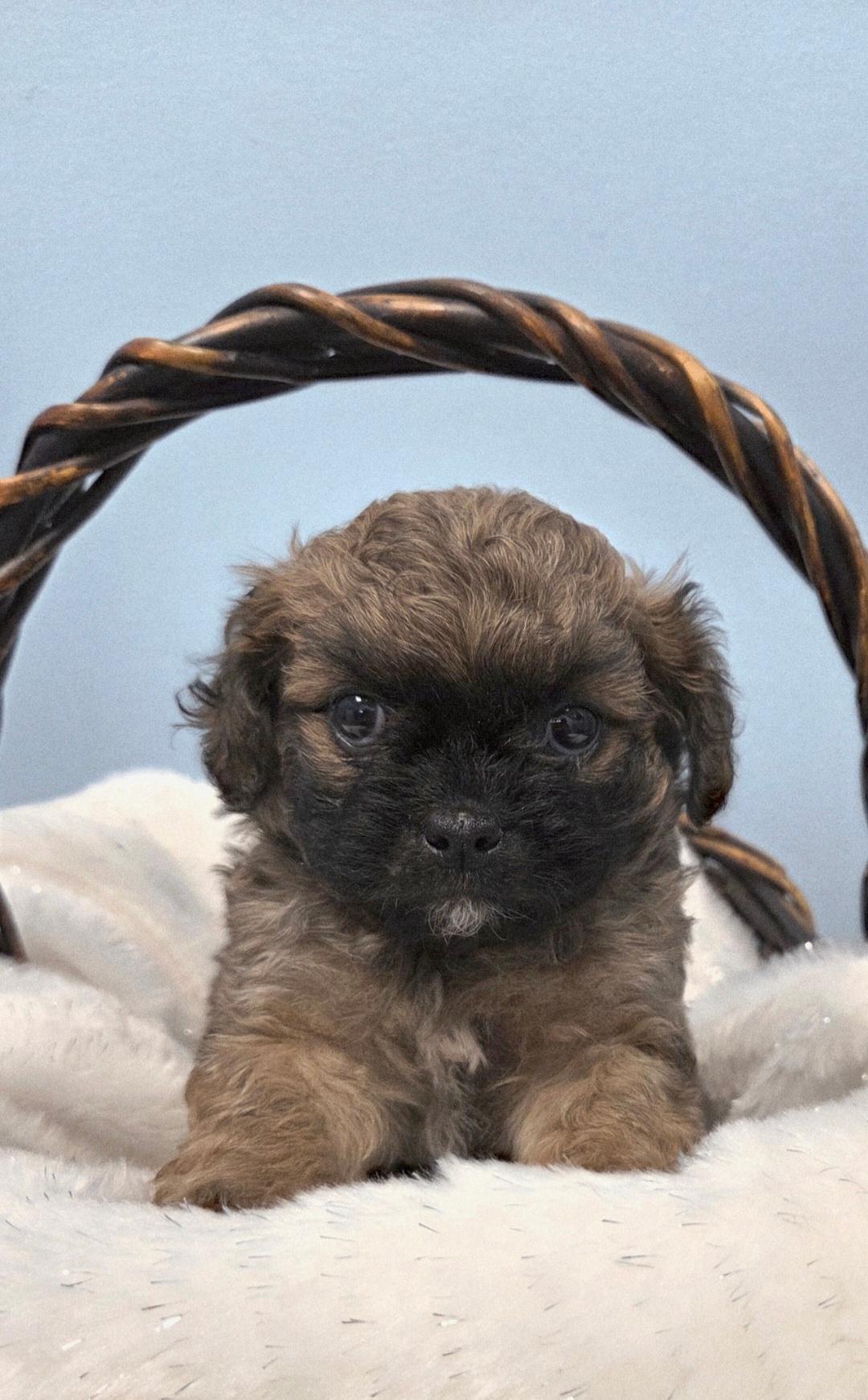 Enlarge Teddy-ADOPTION PENDING, an adopted Maltipoo in Bridgeton, MO image 4/5