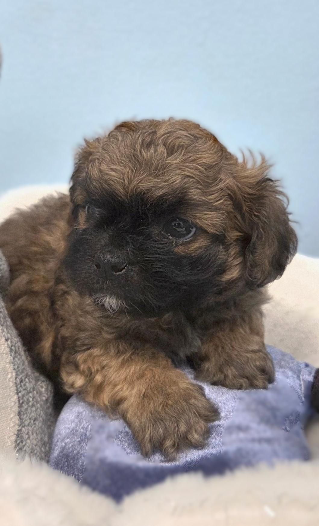 Enlarge Teddy-ADOPTION PENDING, an adopted Maltipoo in Bridgeton, MO image 5/5