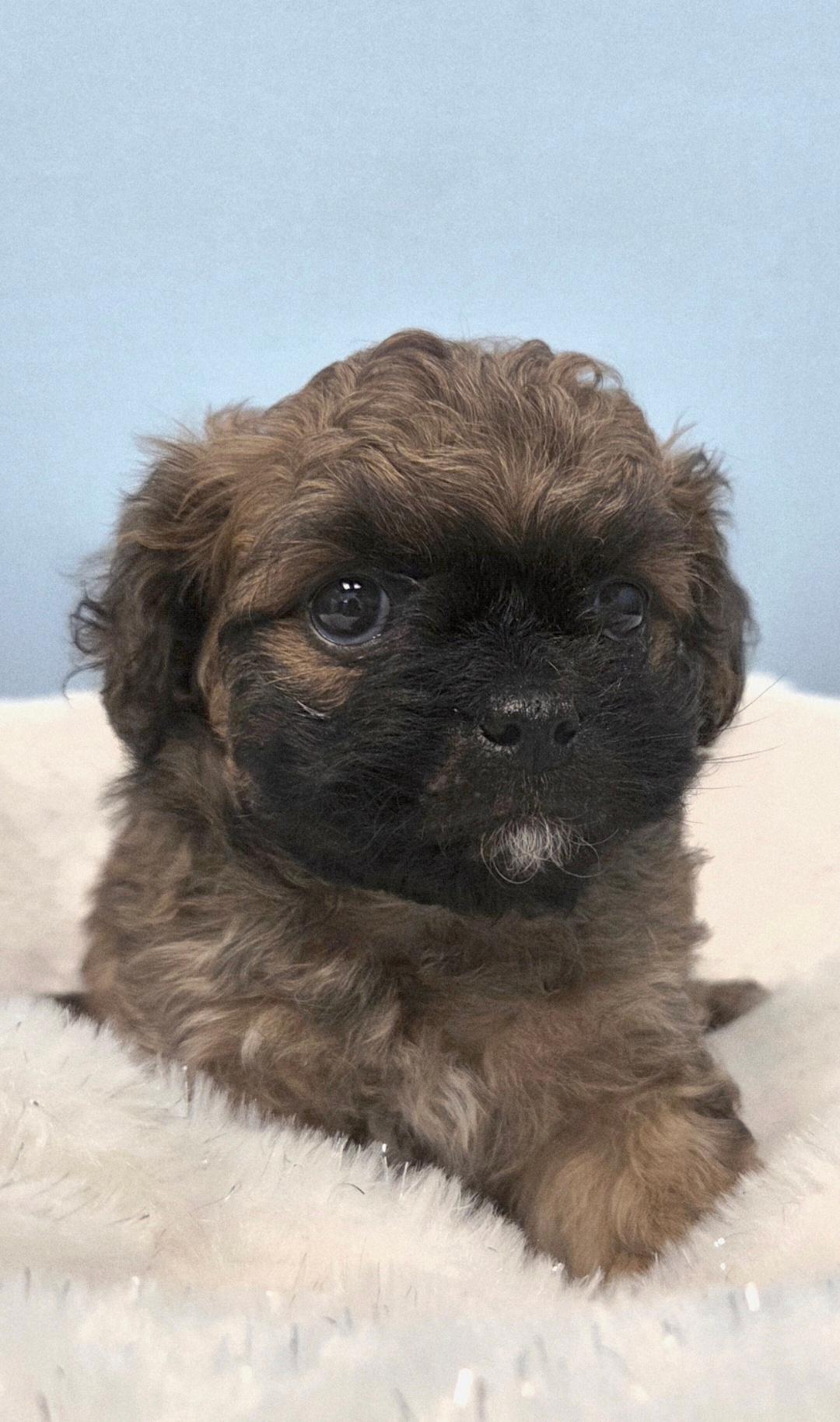 Enlarge Teddy-ADOPTION PENDING, an adopted Maltipoo in Bridgeton, MO image 2/5