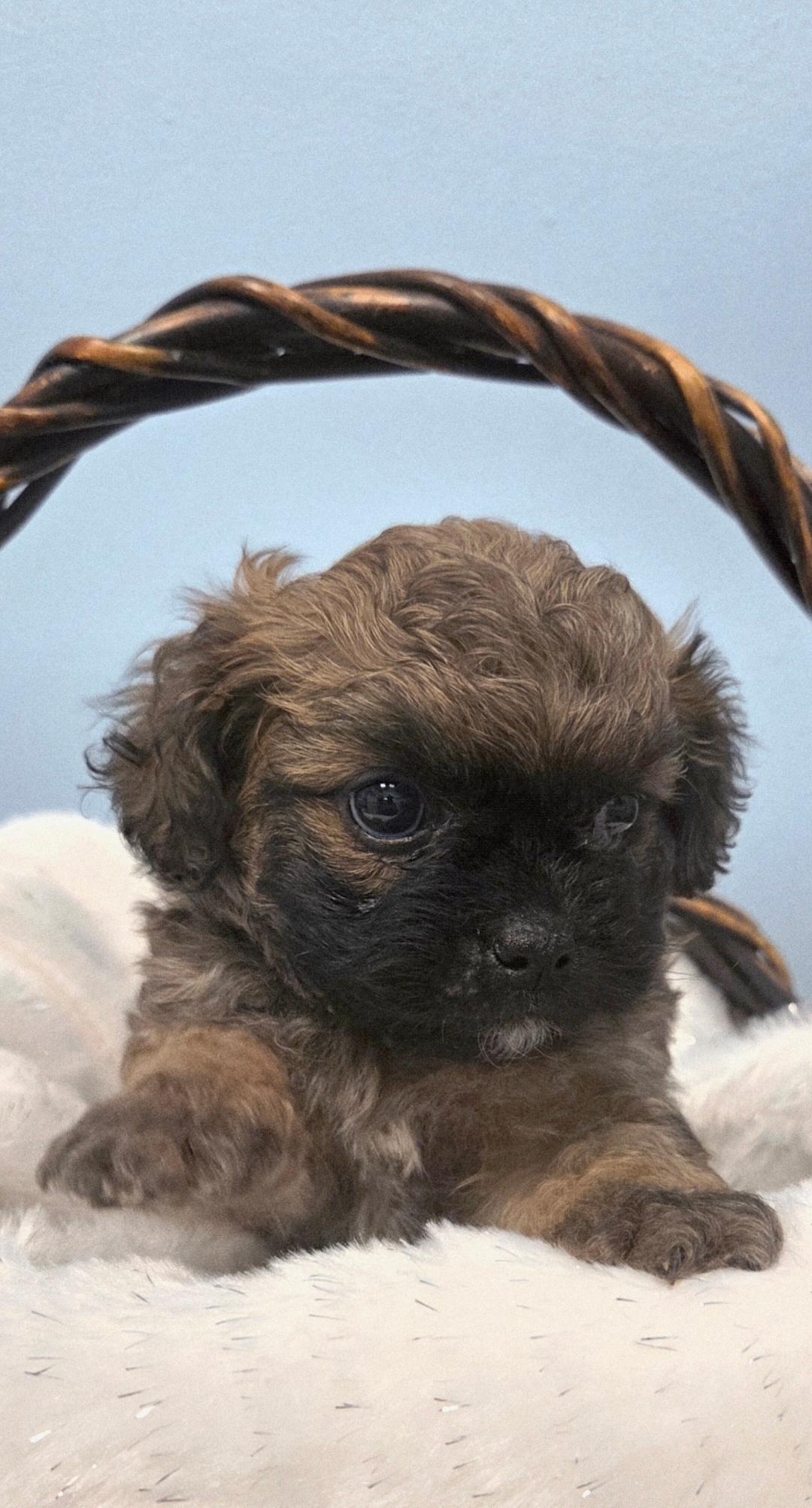 Enlarge Teddy-ADOPTION PENDING, an adopted Maltipoo in Bridgeton, MO image 1/5