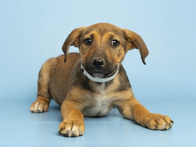 BUTTERCUP, Adoptable, Puppy Female German Shepherd Dog.
