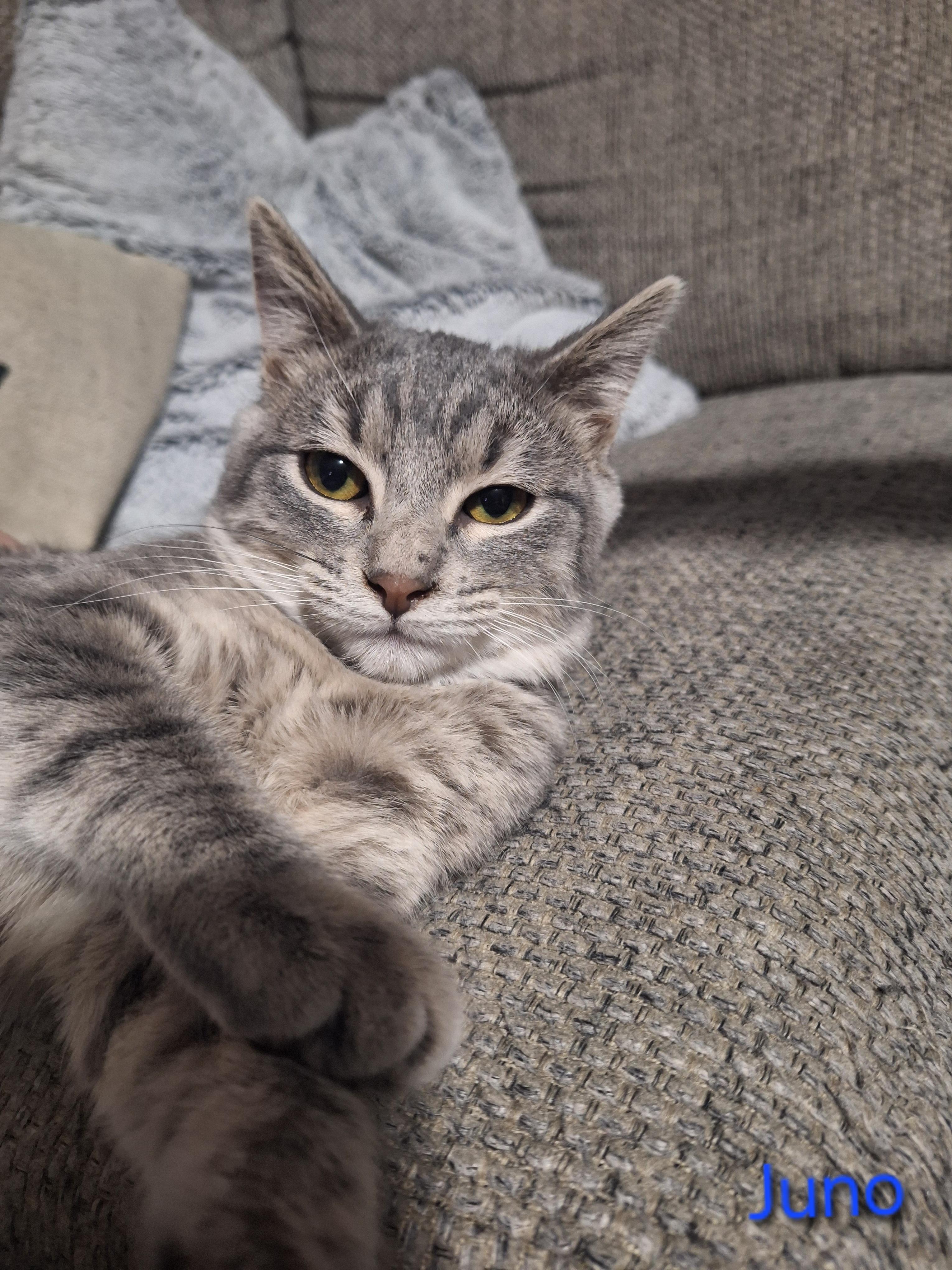 Enlarge Juno, an adopted Domestic Short Hair in Kearney, NE image 2/2