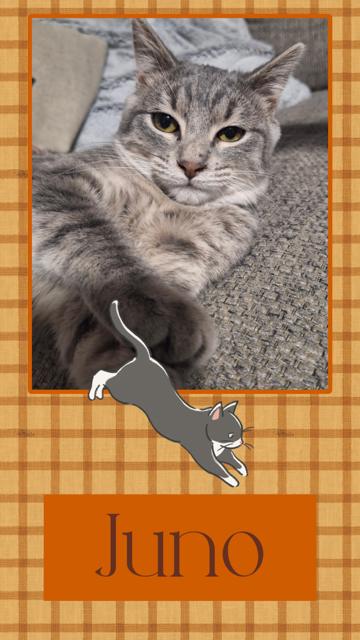 Enlarge Juno, an adopted Domestic Short Hair in Kearney, NE image 1/2