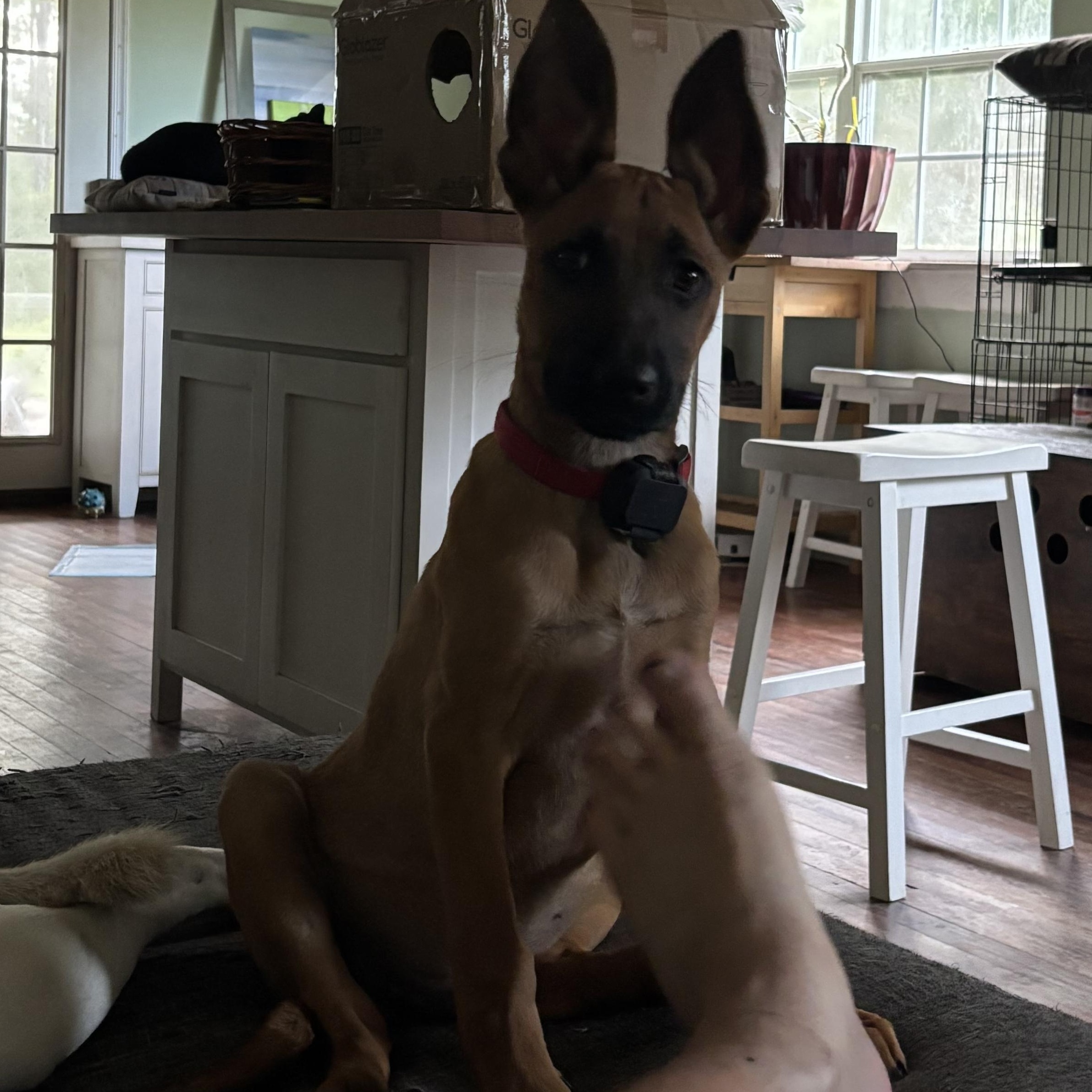 Banjo, Adopted, Young Male German Shepherd Dog & Black Labrador Retriever.