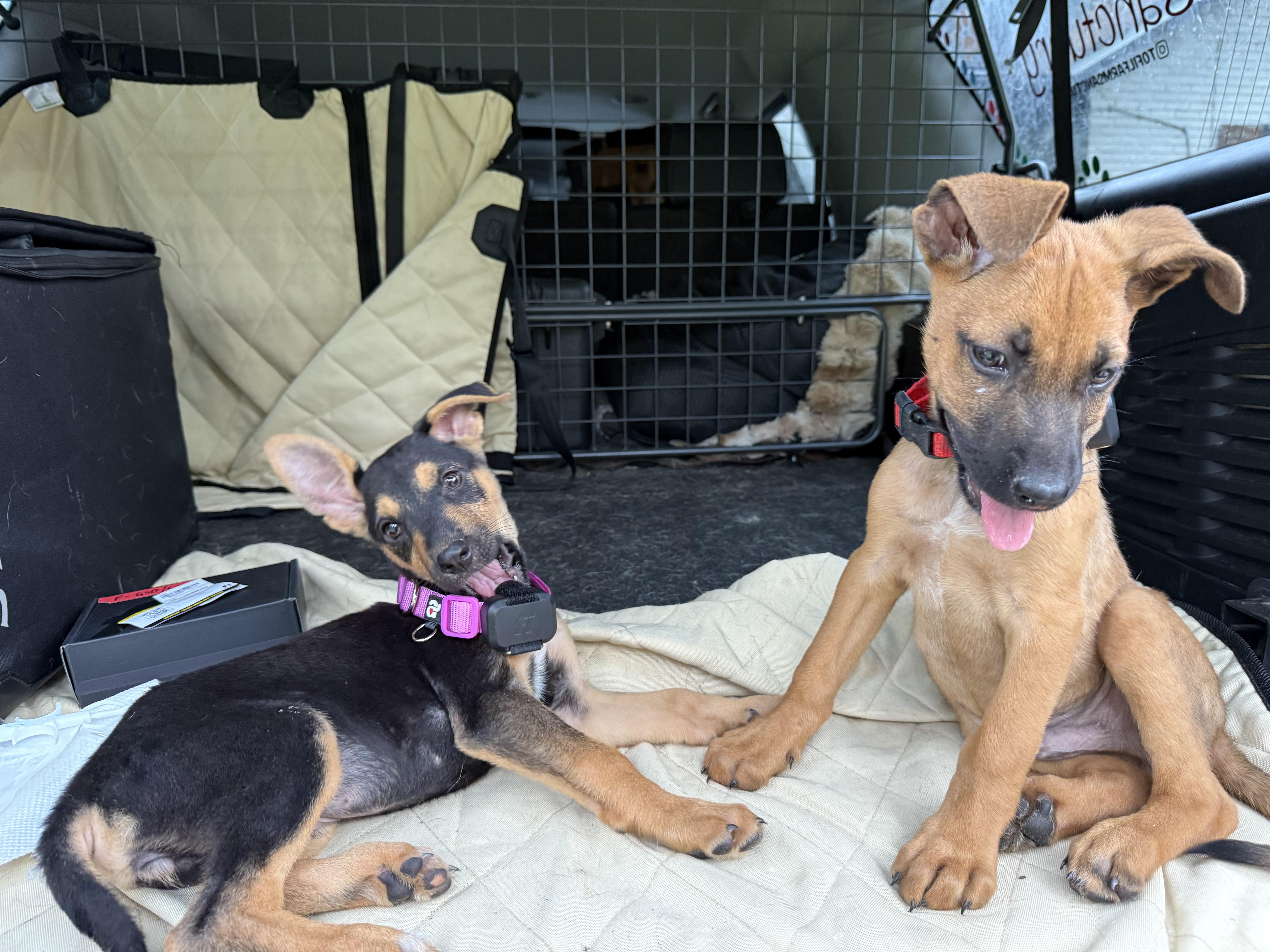 Enlarge Banjo, a Adopted mixed breed in Folkston, GA image 2/3