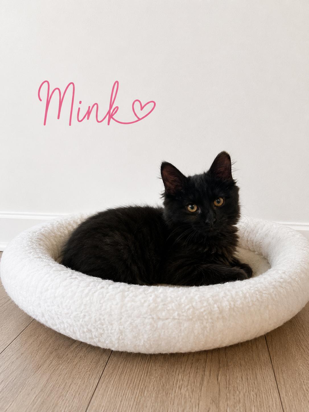 Enlarge Mink, a Adopted mixed breed in Crown Point, IN image 2/2