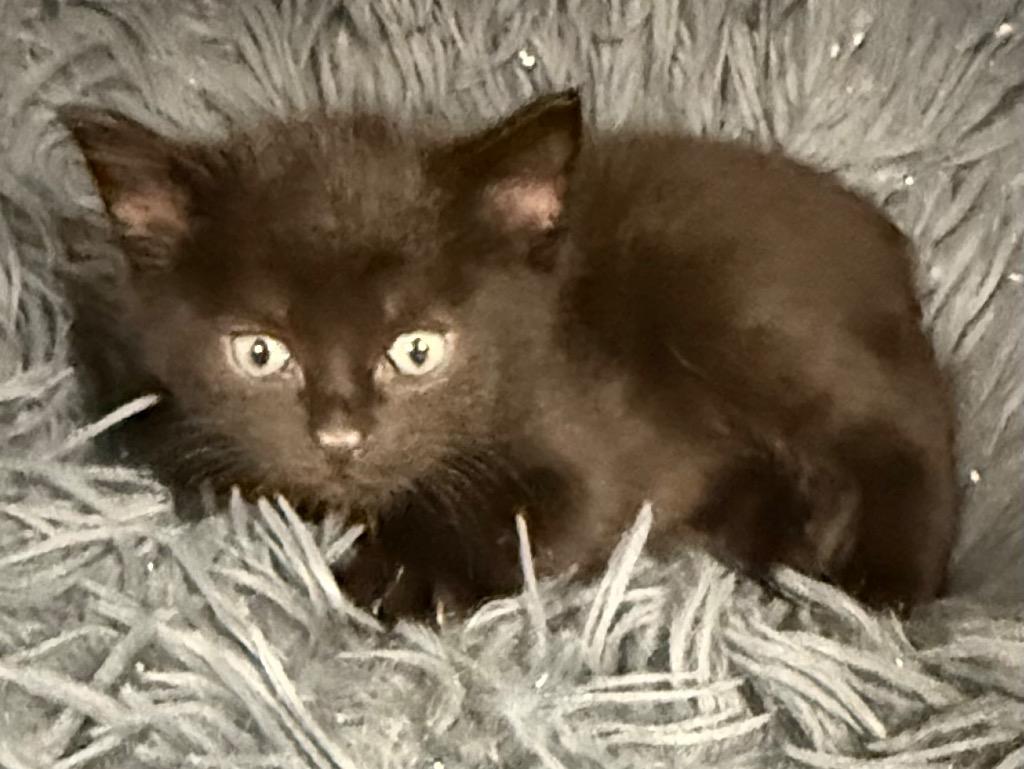 LK Sarafina, Adoptable, Kitten Female Domestic Short Hair.