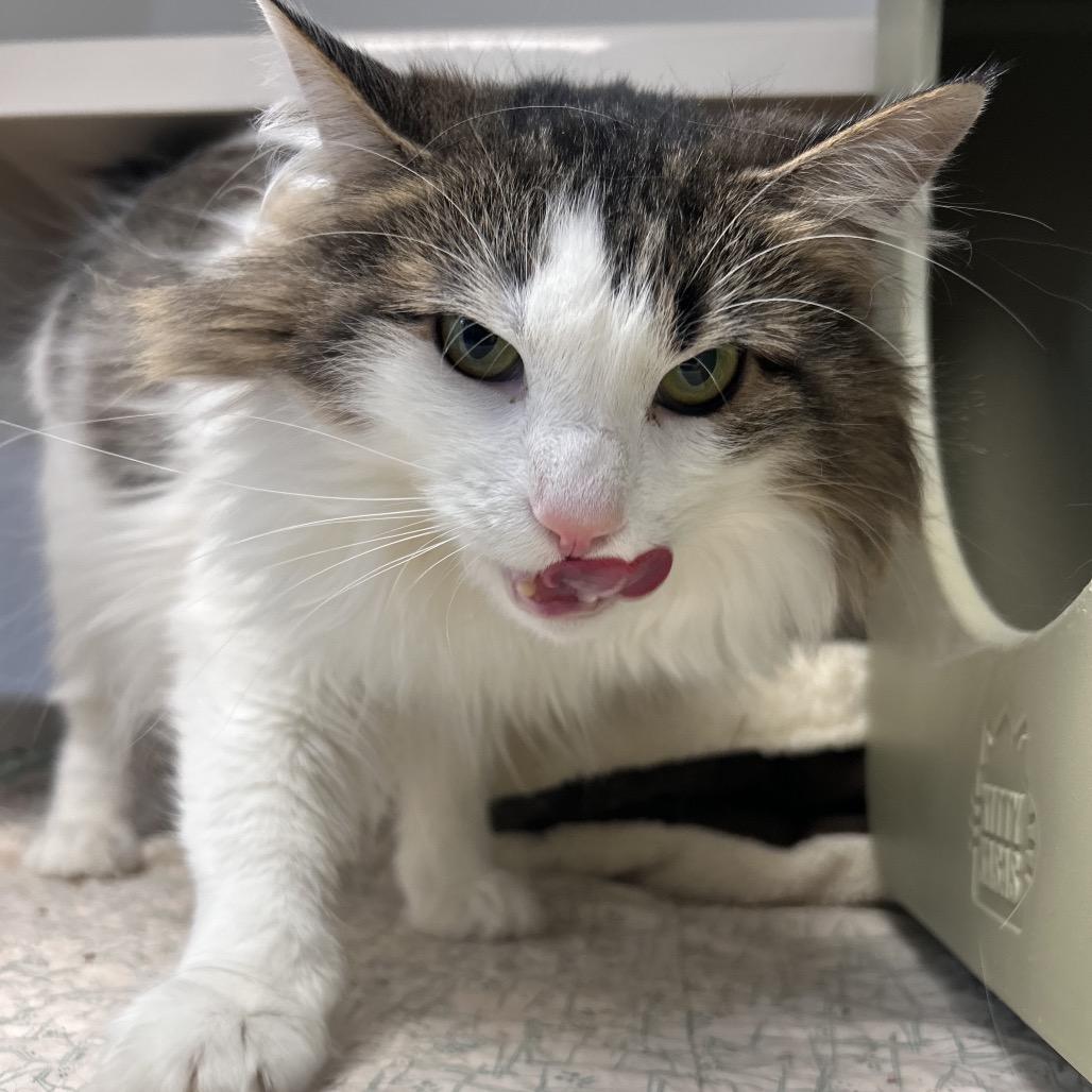 Sissy, Adoptable, Adult Female Domestic Long Hair.