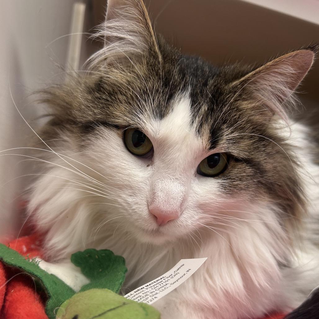 Enlarge Sissy, a Adoptable Domestic Long Hair in Watertown, NY image 2/4