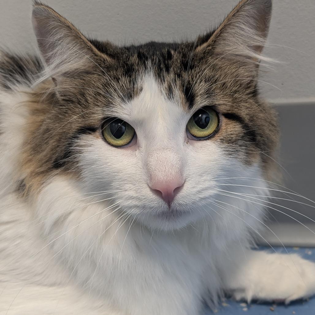 Enlarge Sissy, a Adoptable Domestic Long Hair in Watertown, NY image 4/4