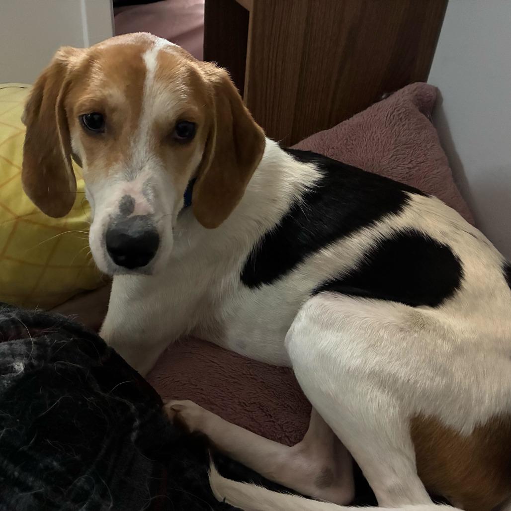 Roo, Adoptable, Adult Male Mixed Breed.