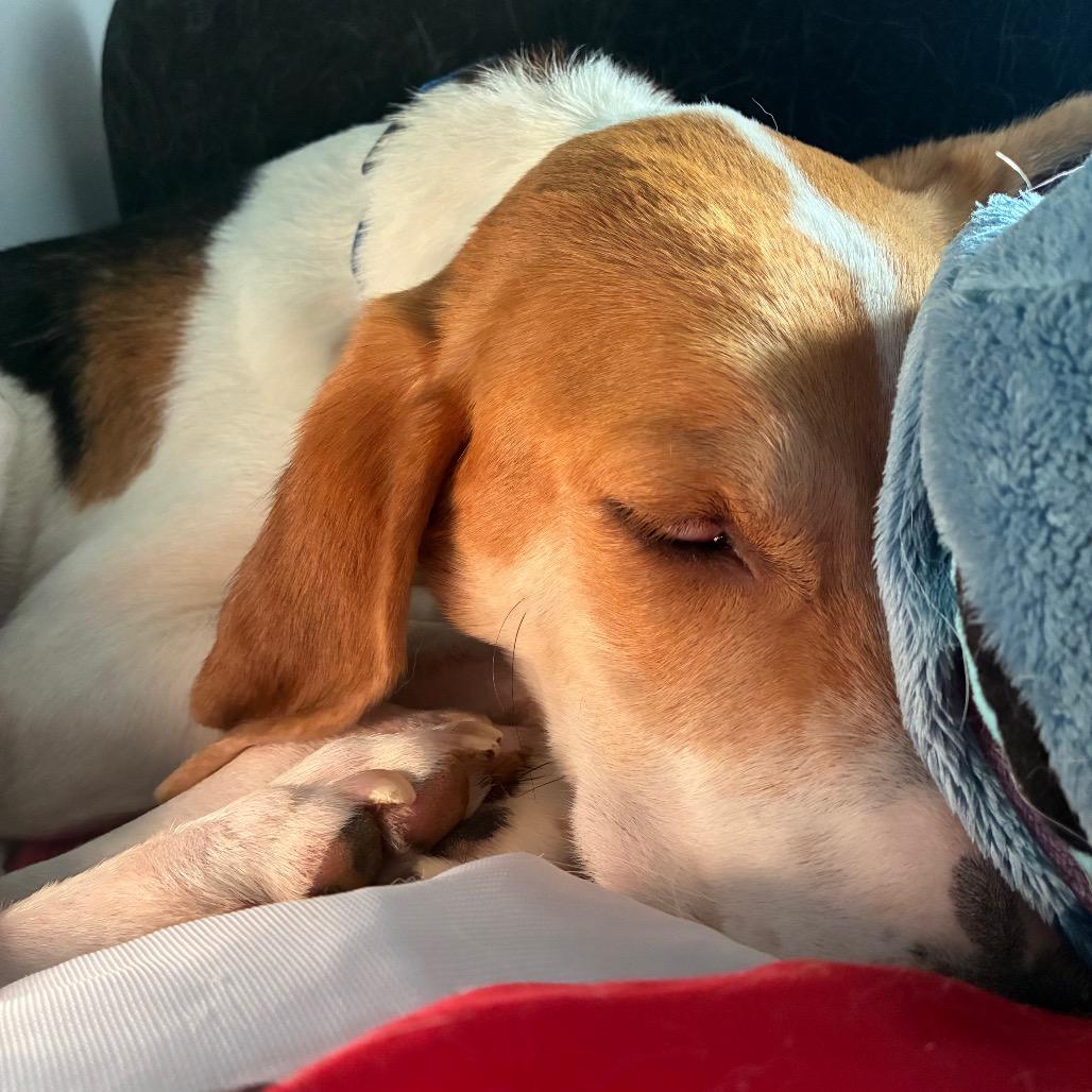 Roo, a Adoptable Mixed Breed in Fredericksburg, VA image 2/6