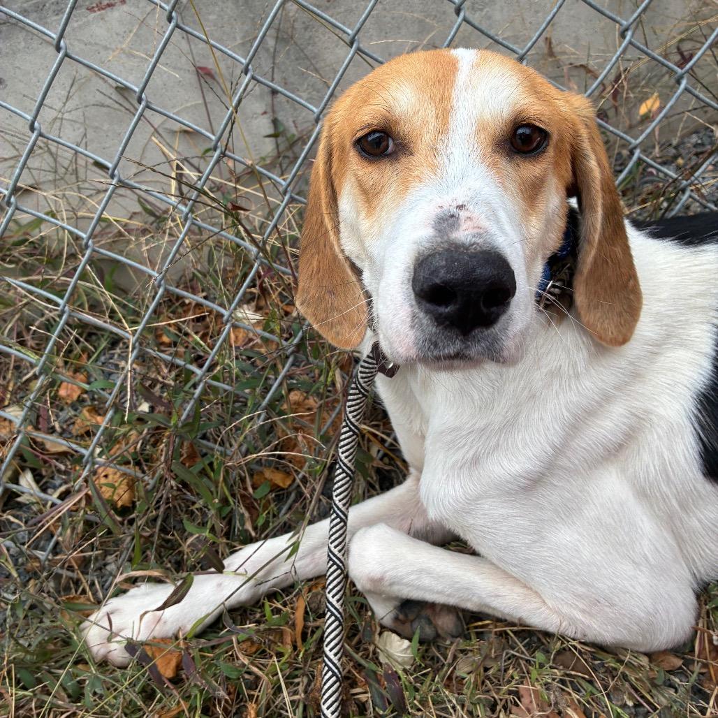 Enlarge Roo, a Adoptable Mixed Breed in Fredericksburg, VA image 2/4