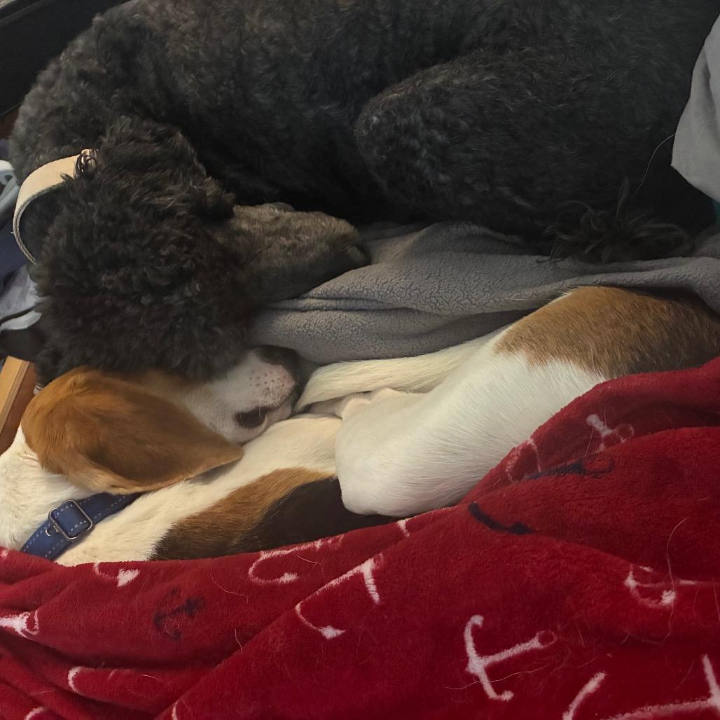 Roo, a Adoptable Mixed Breed in Fredericksburg, VA image 4/6