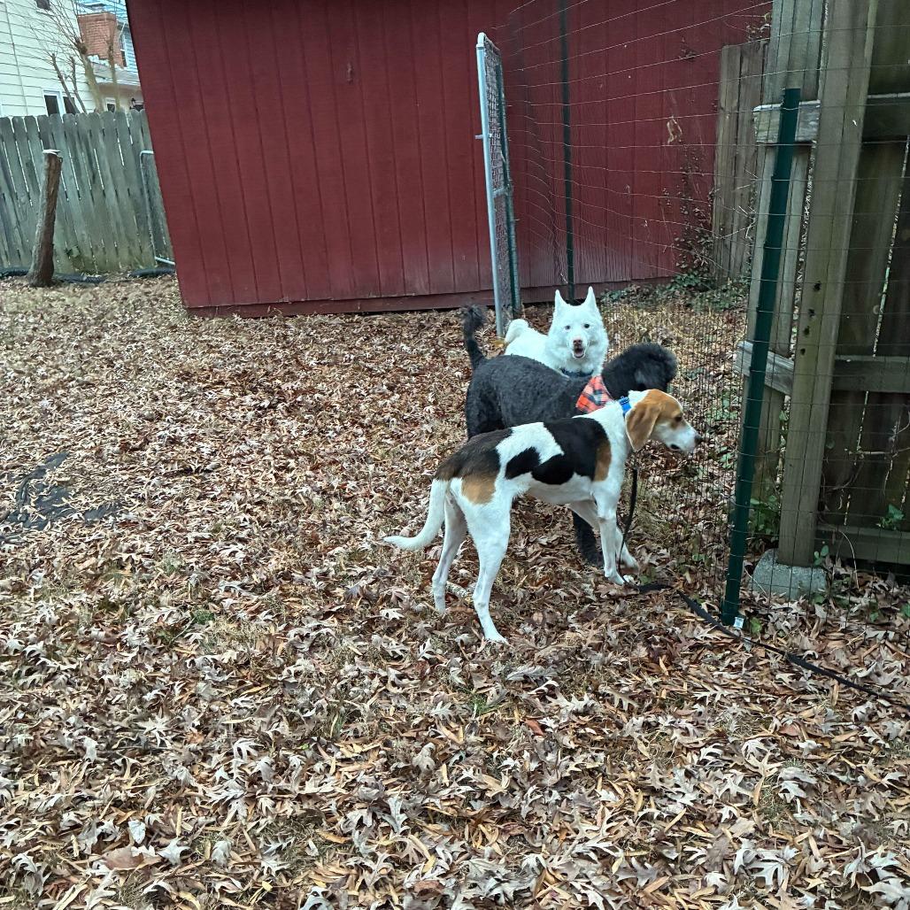 Enlarge Roo, a Adoptable Mixed Breed in Fredericksburg, VA image 3/4