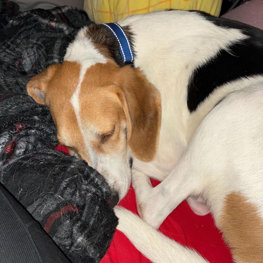 Enlarge Roo, a Adoptable Mixed Breed in Fredericksburg, VA image 4/4