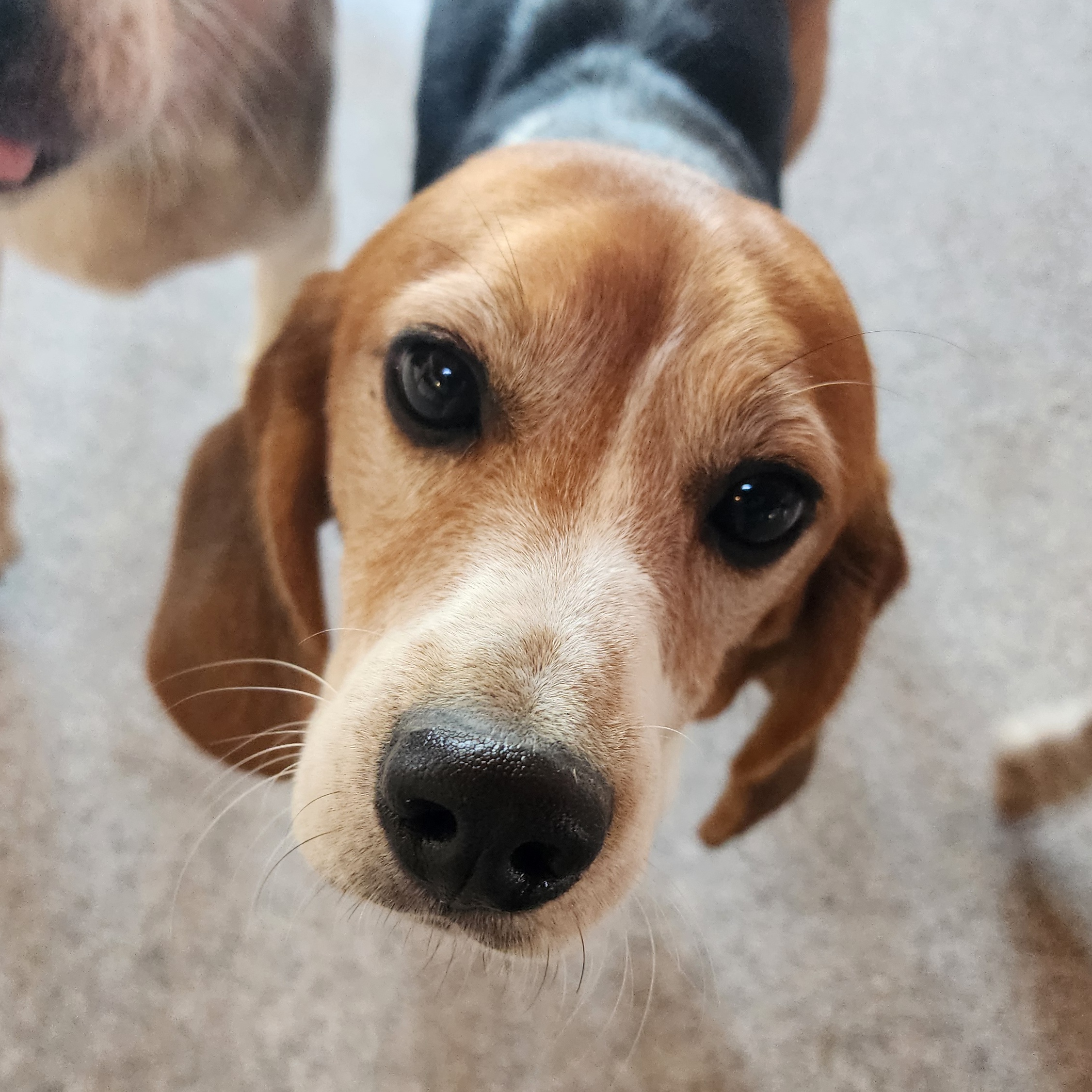Beagle Bailey, a Adopted Beagle in Hartville, WY image 2/3