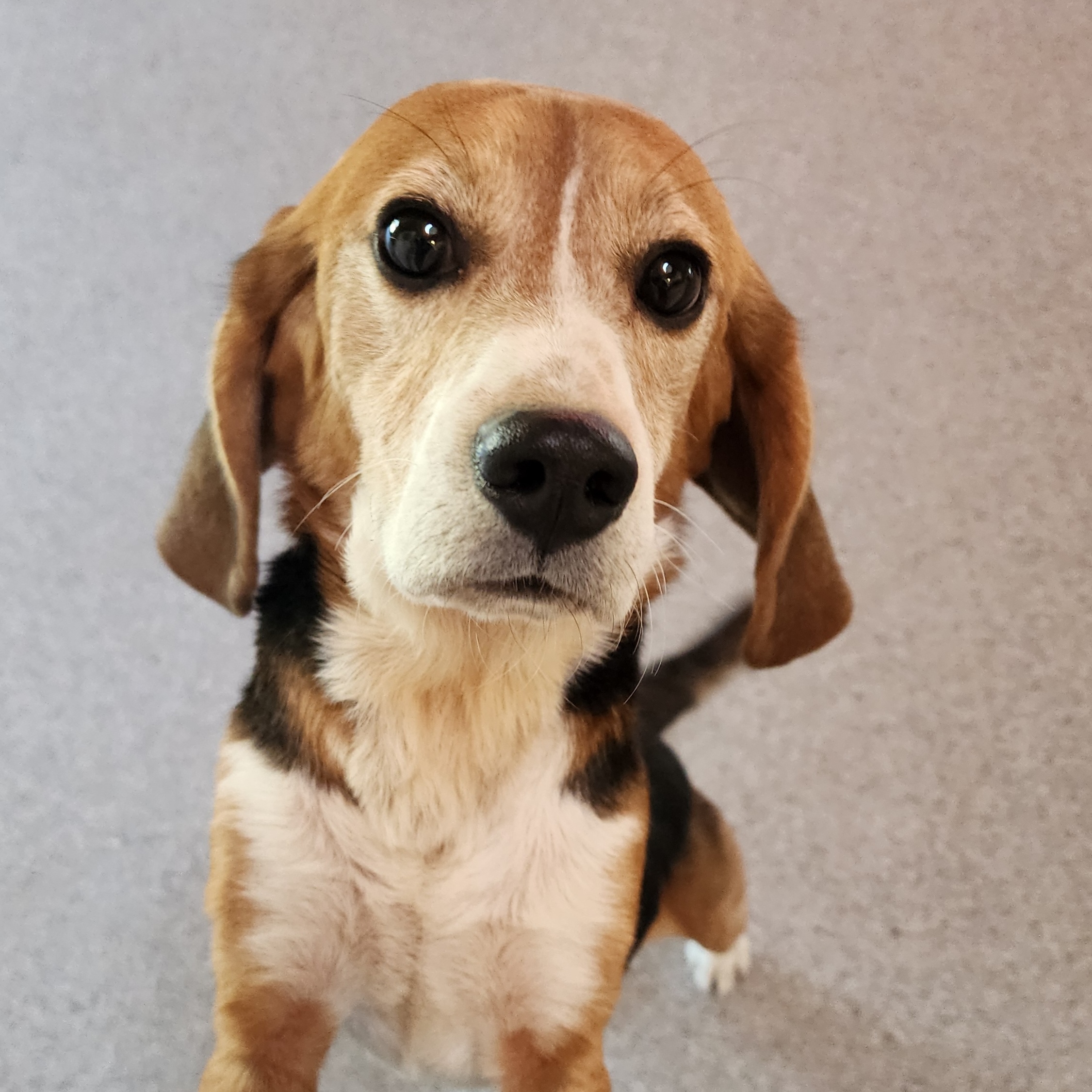 Beagle Bailey, Adopted, Adult Male Beagle.