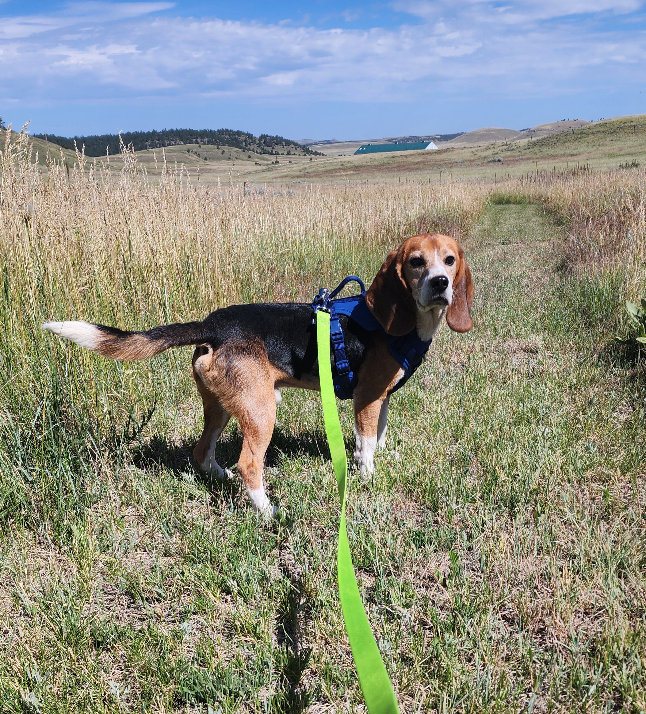 Beagle Bailey, a Adopted Beagle in Hartville, WY image 3/3