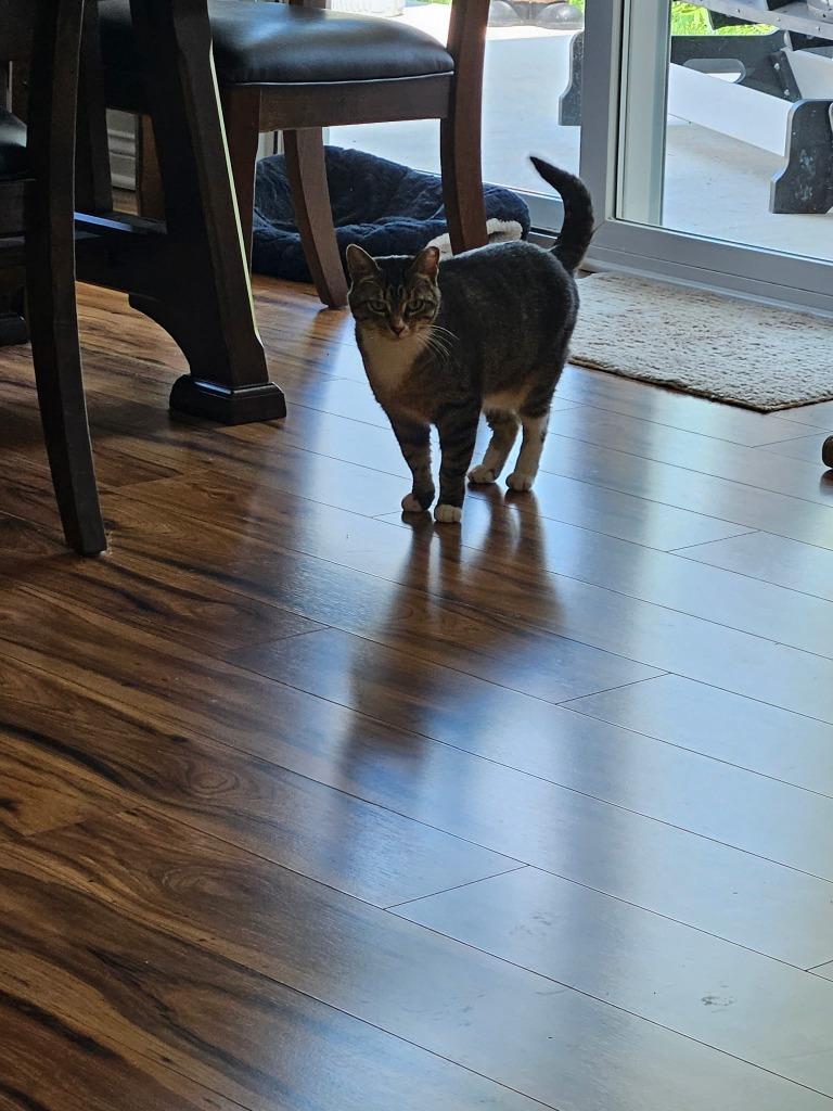 Alli, Adoptable, Adult Female Domestic Short Hair.