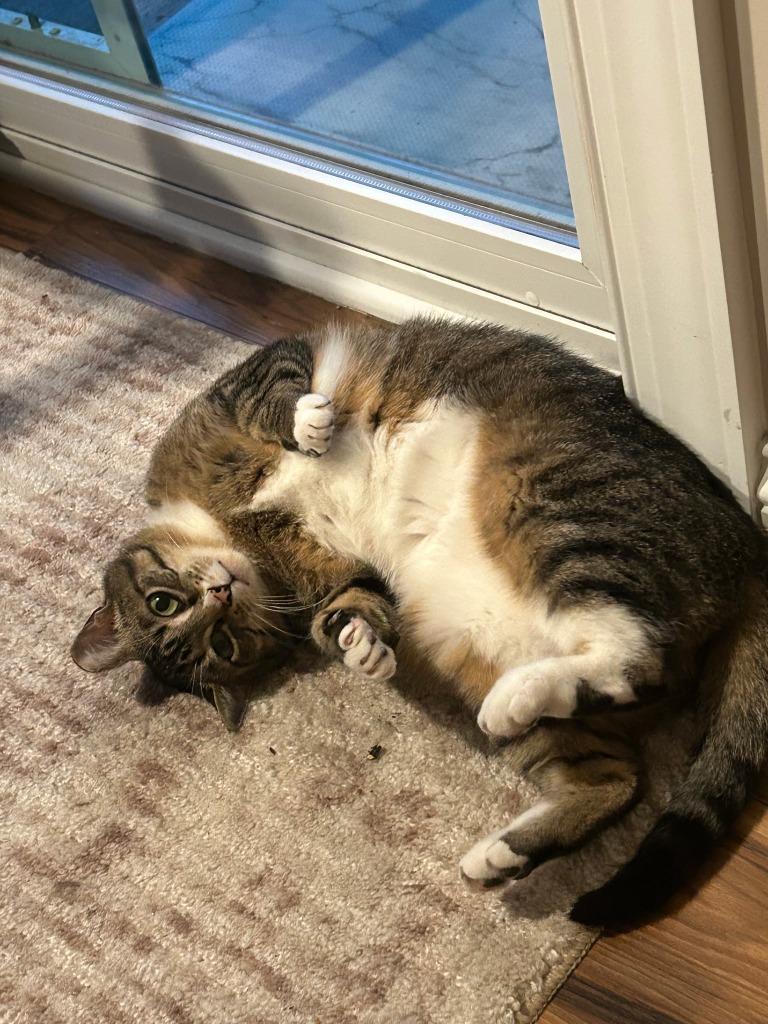 Enlarge Alli, a Adoptable mixed breed in Minnetonka, MN image 2/4