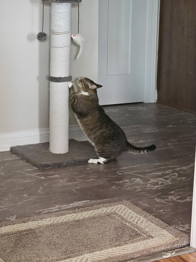 Enlarge Alli, a Adoptable mixed breed in Minnetonka, MN image 3/4