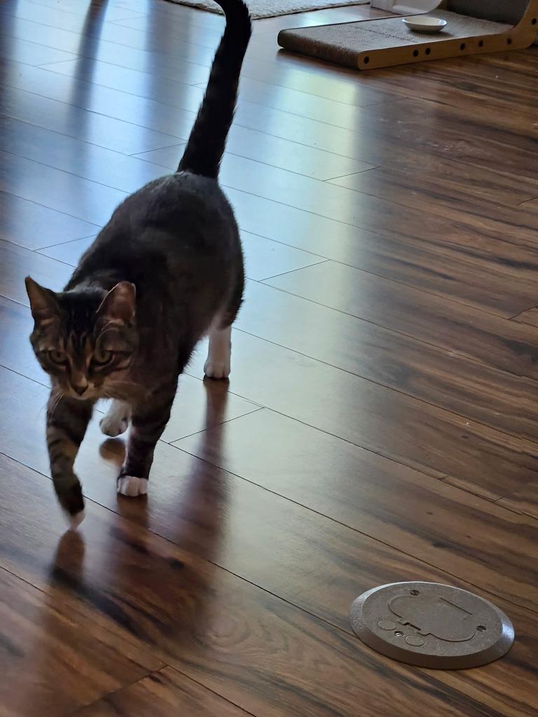 Enlarge Alli, a Adoptable mixed breed in Minnetonka, MN image 4/4