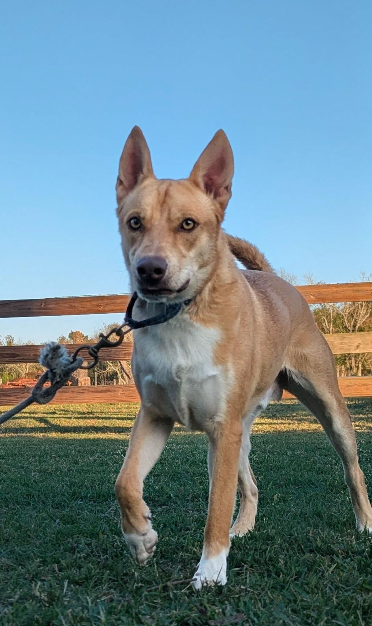 Runni Man — thumbnail 4