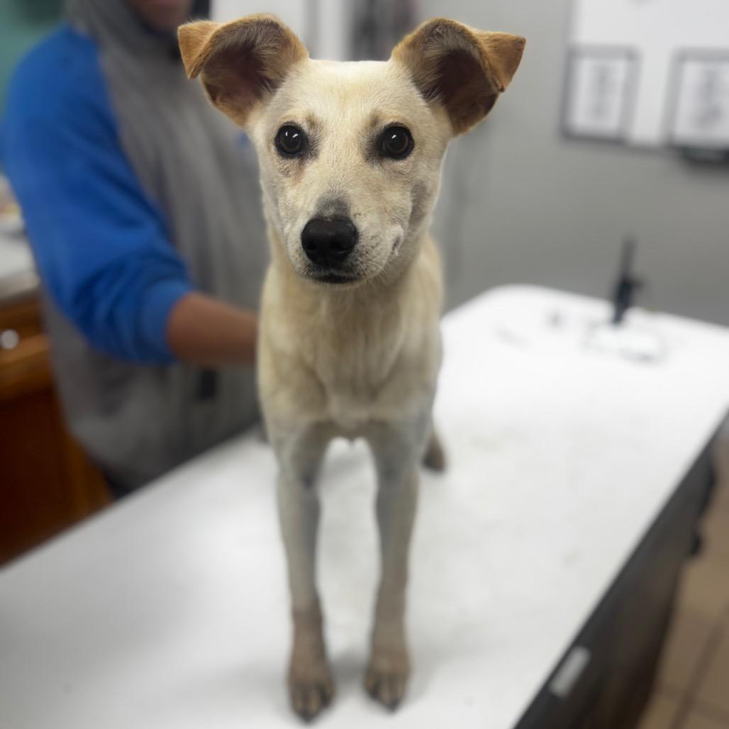 Socks, Adoptable, Young Female Yellow Labrador Retriever & Shepherd.