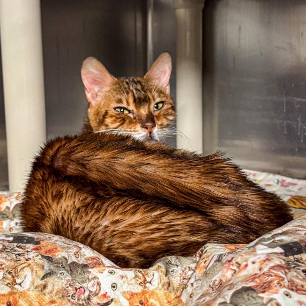 Bitsy *Avail by Appt*, a Adoptable Domestic Short Hair in Kennebunk, ME image 1/2