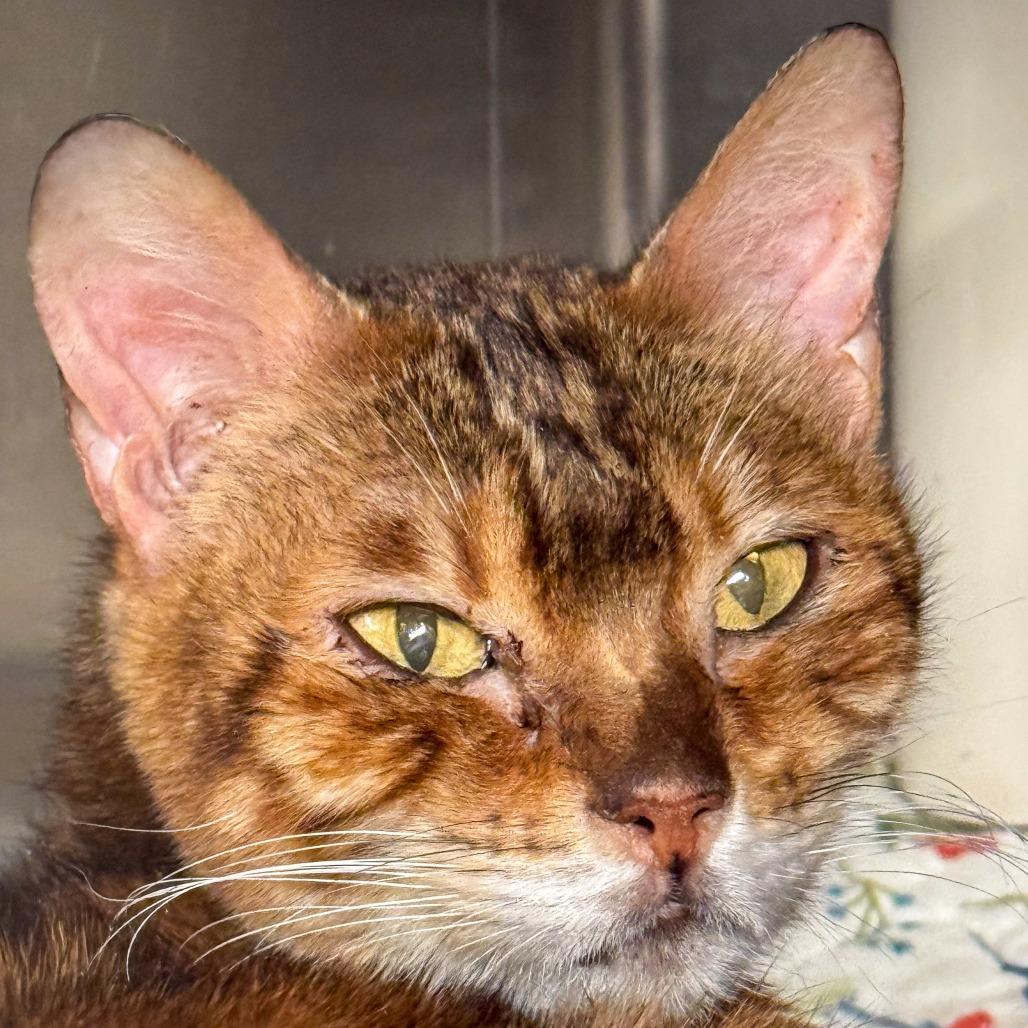Bitsy *Avail by Appt*, a Adoptable Domestic Short Hair in Kennebunk, ME image 2/2