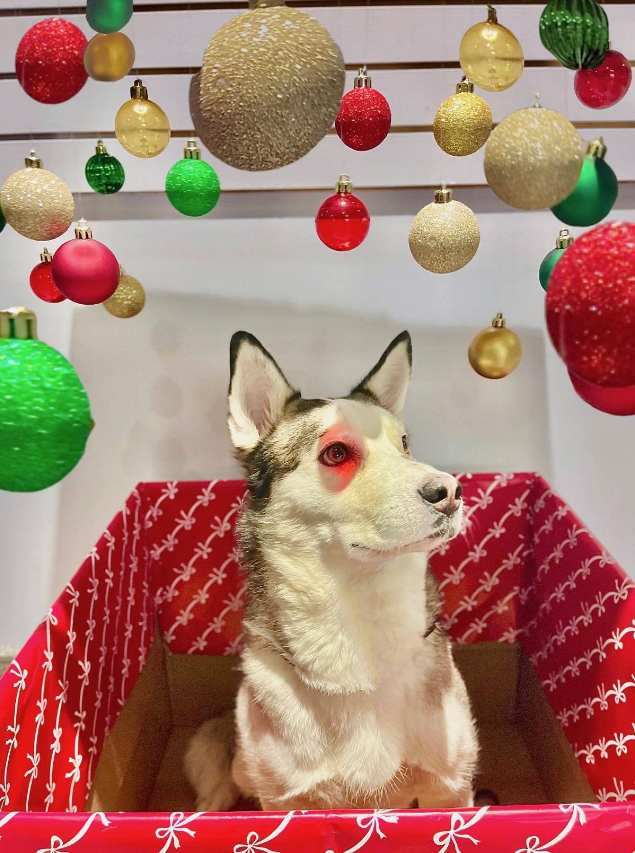 Enlarge Loki, a Adoptable Husky in Washington, DC image 4/4