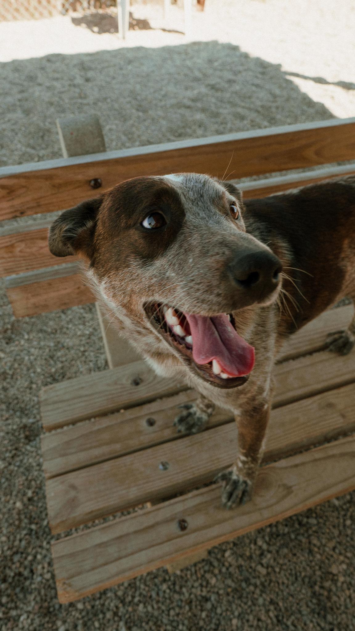 Enlarge Jax, an adopted mixed breed in Cincinnati, OH image 2/6