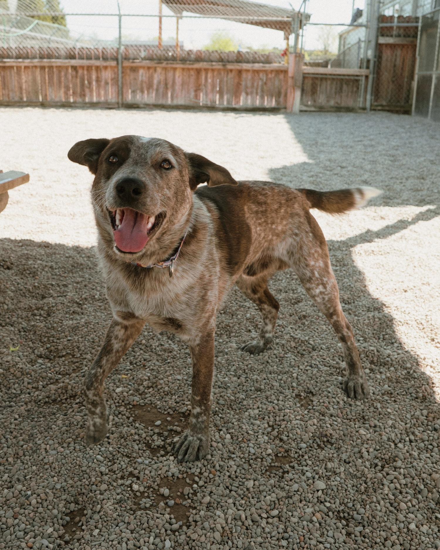 Enlarge Jax, an adopted mixed breed in Cincinnati, OH image 5/6