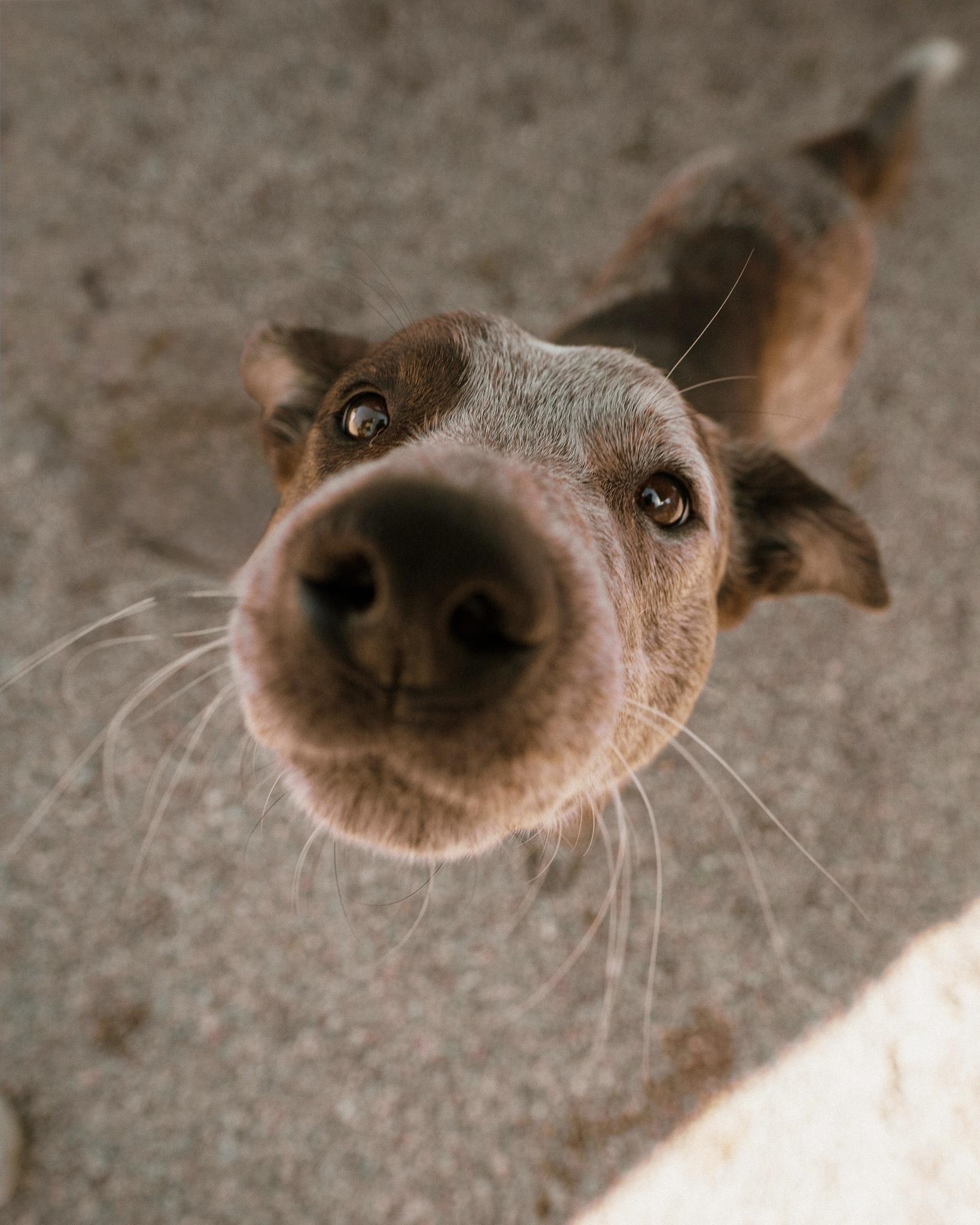 Enlarge Jax, an adopted mixed breed in Cincinnati, OH image 4/6