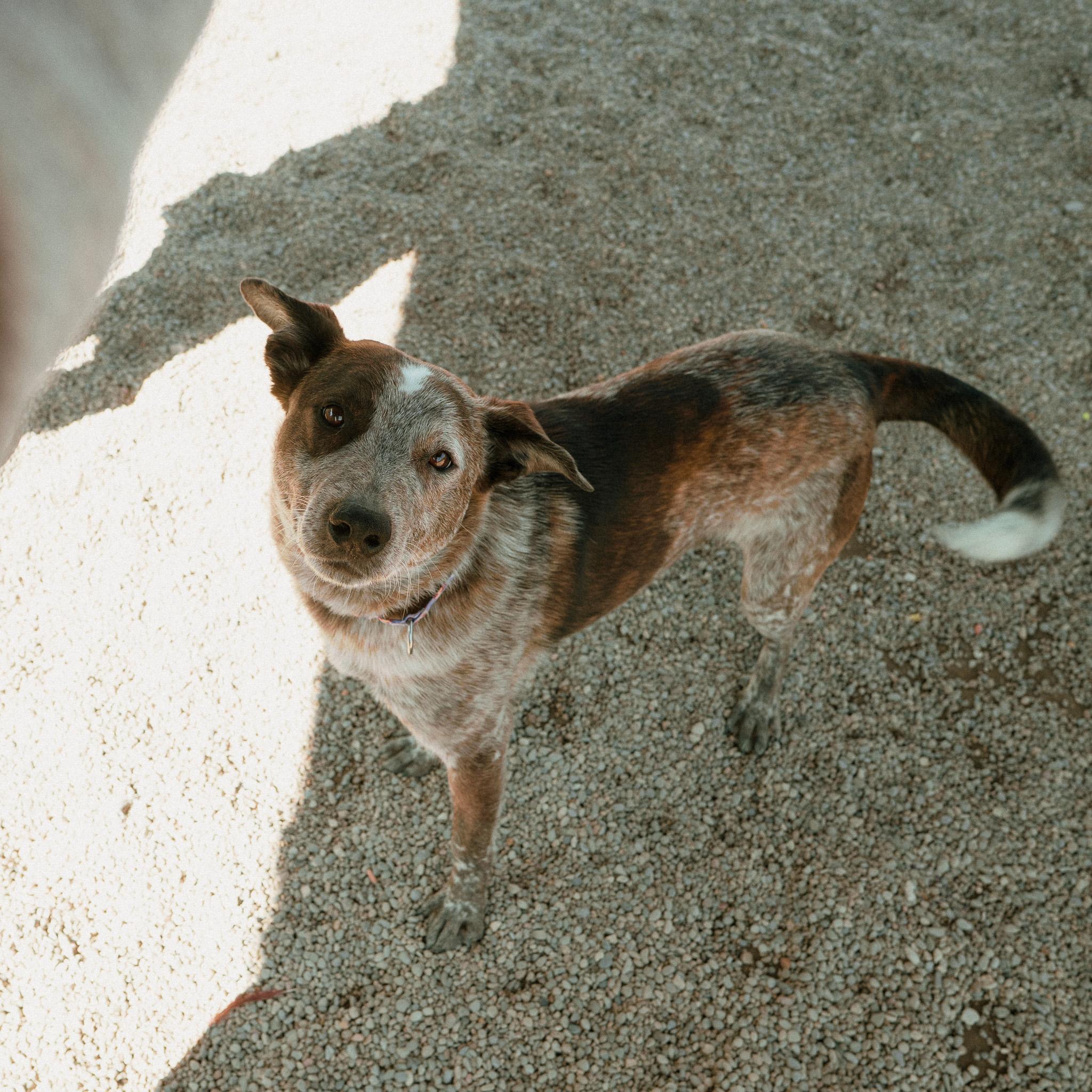 Enlarge Jax, an adopted mixed breed in Cincinnati, OH image 1/6