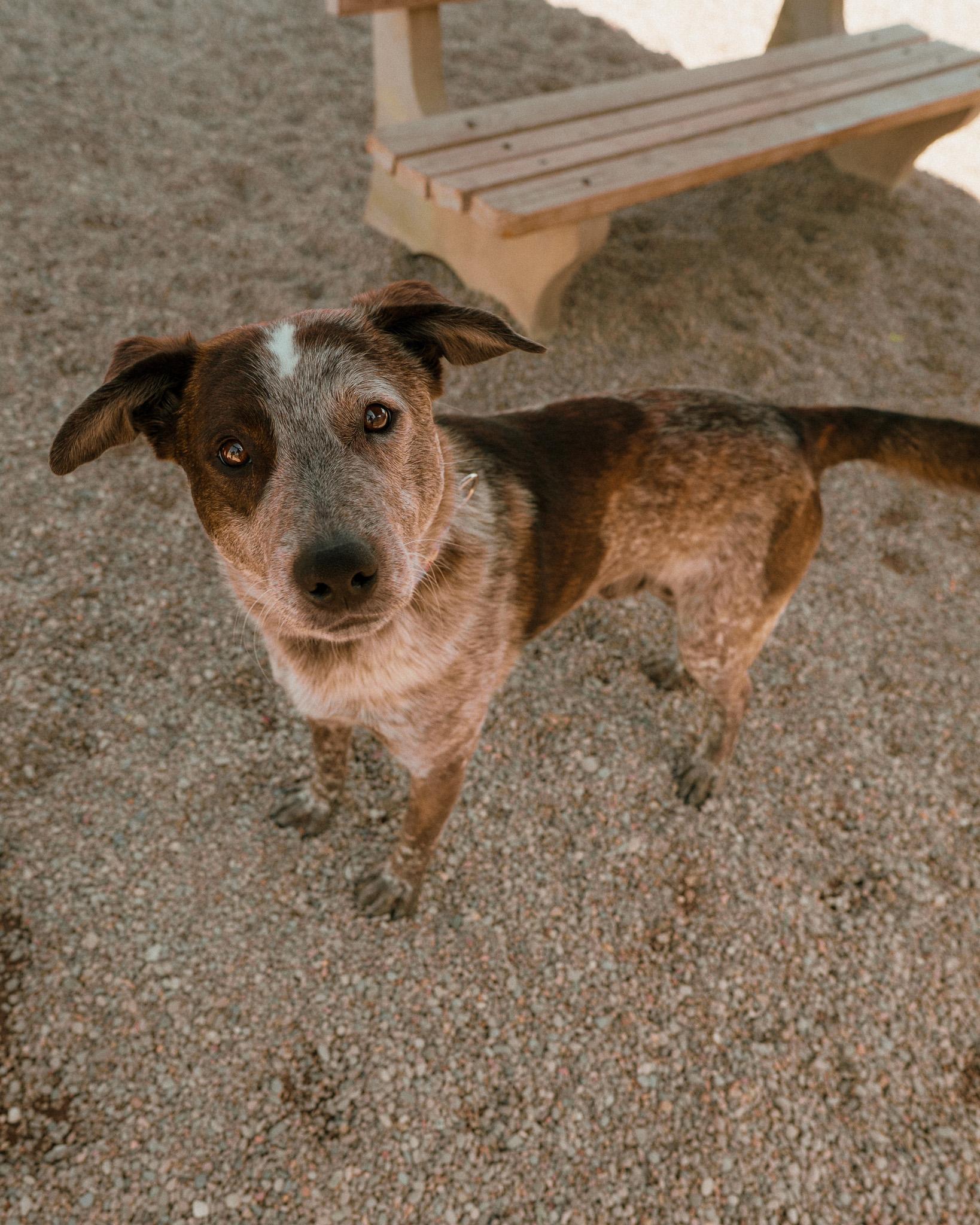 Enlarge Jax, an adopted mixed breed in Cincinnati, OH image 3/6