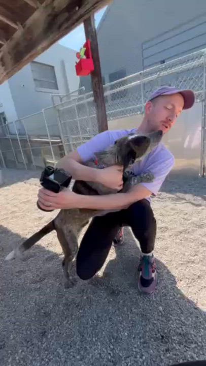 Enlarge Jax, an adopted mixed breed in Cincinnati, OH video 6/6