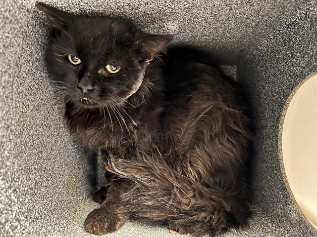 Enlarge WOOLEY IN THE BARN, a Adoptable Domestic Long Hair in Pueblo, CO image 1/1