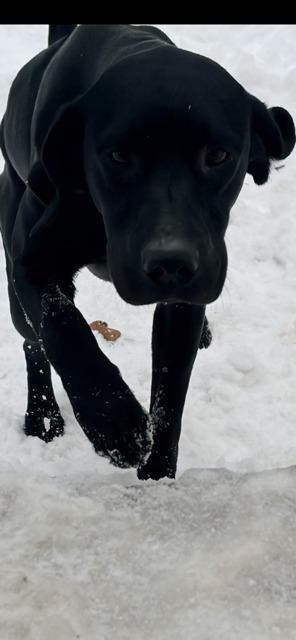 Enlarge HARPER, a Adoptable Labrador Retriever in Newaygo, MI image 1/1
