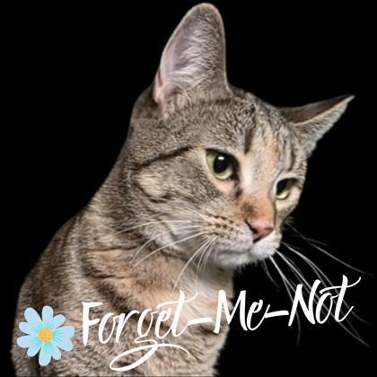 Vanessa, Adoptable, Adult Female Domestic Short Hair & Domestic Short Hair.