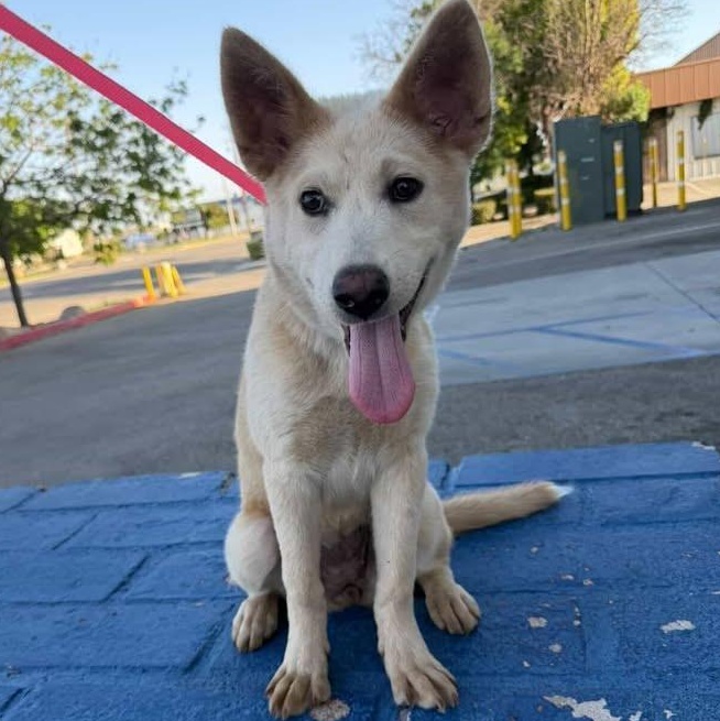 Butter Cream the 5 month old cutie, a ADOPTABLE mixed breed in Studio City, CA image 4/5