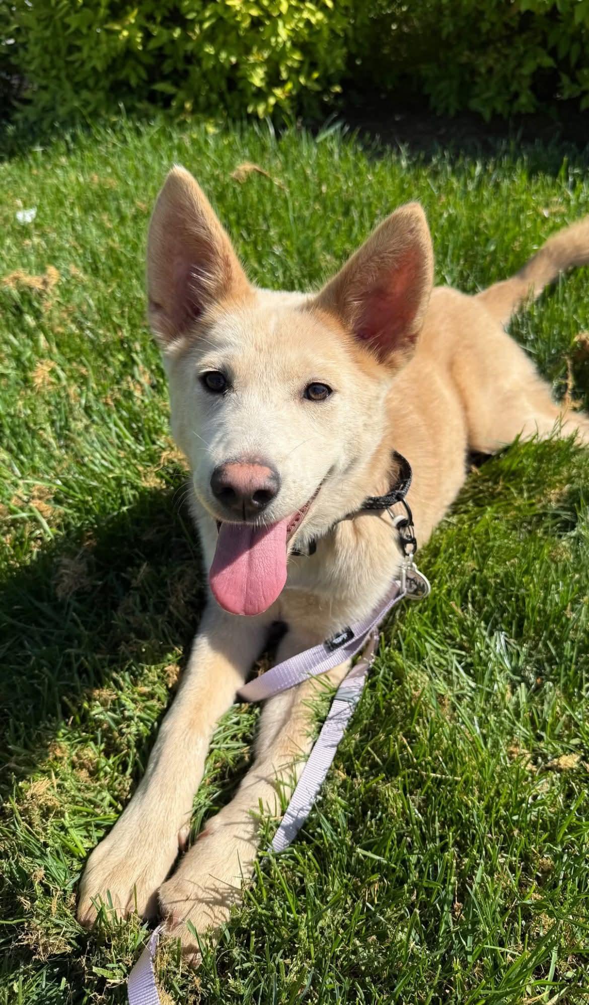 Butter Cream the 5 month old cutie, ADOPTABLE, Puppy Female Husky & Yellow Labrador Retriever.