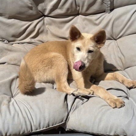 Butter Cream the 5 month old cutie, a ADOPTABLE mixed breed in Studio City, CA image 3/5