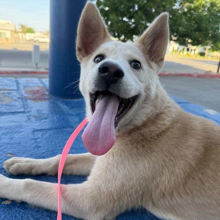 Butter Cream the 5 month old cutie, a ADOPTABLE mixed breed in Studio City, CA image 2/5